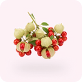 Stress & Adrenal Support